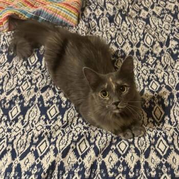 Mia -  Domestic Long Hair Cat for Adoption in Warr Acres, Oklahoma - Mia | PetCurious