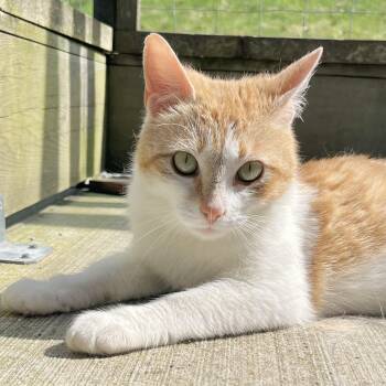 Domestic Short Hair Cats Available for Adoption in Victor, New York - Butterscotch | PetCurious