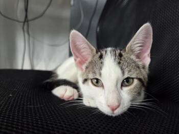 Pounce -  Domestic Short Hair Cat for Adoption in St. Cloud, Florida - Pounce | PetCurious