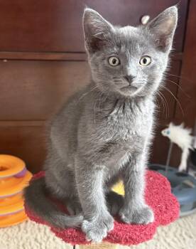 Twister -  Domestic Medium Hair Cat for Adoption in Garden City, Michigan - Twister | PetCurious