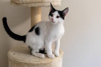 Mulch -  Domestic Short Hair Cat for Adoption in Duluth, Georgia - Mulch | PetCurious
