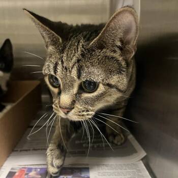 Domestic Short Hair Cats Available for Adoption in Oak Park, Illinois - Pasilla | PetCurious