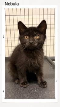 Nebula -  Domestic Short Hair Cat for Adoption in Caistor Centre, Ontario - Nebula | PetCurious