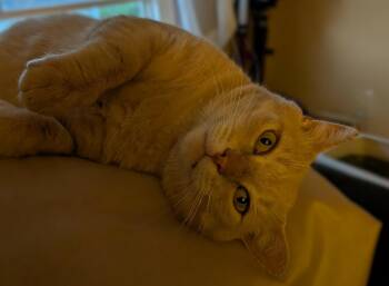 Barry -  Domestic Short Hair Cat for Adoption in Hamilton, Ontario - Barry | PetCurious