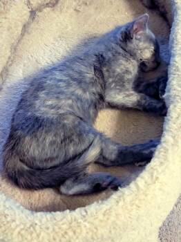 Butter -  Domestic Short Hair Cat for Adoption in Virginia Beach, Virginia - Butter | PetCurious