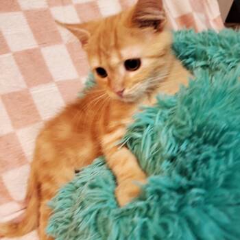 Fall(ing Rocks) -  Domestic Short Hair Cat for Adoption in Jefferson City, Tennessee - Fall(ing Rocks) | PetCurious
