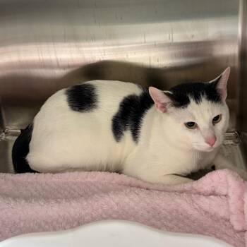Domestic Short Hair Cats Available for Adoption in Morganton, North Carolina - Oreo | PetCurious