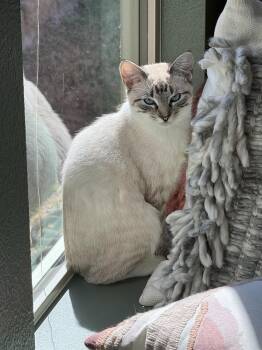 Siamese and Domestic Short Hair Cats Available for Adoption in Dallas, Texas - Texas Toast 1008 | PetCurious