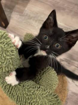 Oreo -  Domestic Short Hair Cat for Adoption in Nashville, Tennessee - Oreo | PetCurious