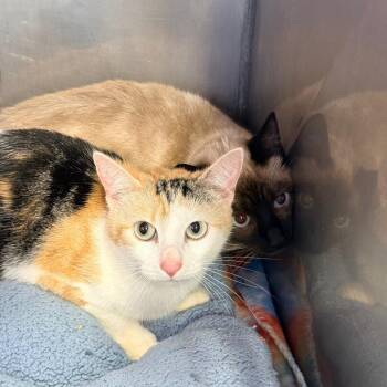 Siamese Cats Available for Adoption - Juniper Quill | PetCurious