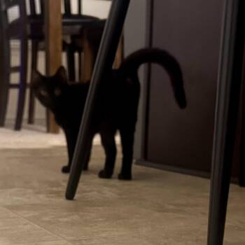 Knit One -  Domestic Short Hair Cat for Adoption in Richmond, Virginia - Knit One | PetCurious