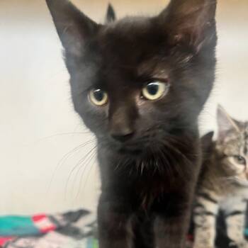 Rescue Domestic Short Hair Cats for Adoption in Dayton, Ohio - Plum | PetCurious