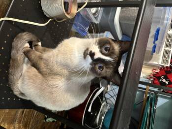 Siamese Cats Available for Adoption - Stitch | PetCurious