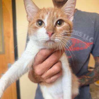 Peter -  Domestic Short Hair Cat for Adoption in Corinth, Mississippi - Peter | PetCurious