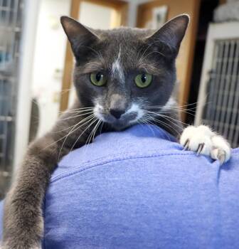 Domestic Short Hair Cats Available for Adoption - Betty | PetCurious