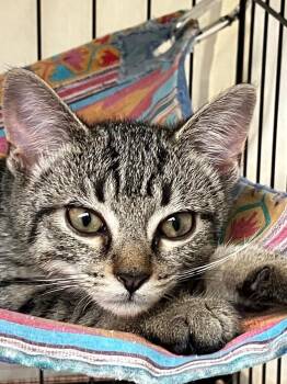 Phoebe ll -  Domestic Short Hair Cat for Adoption in Lunenburg, Massachusetts - Phoebe Ll | PetCurious