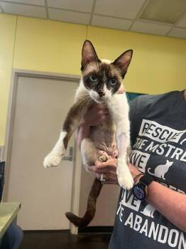 Donna -  Snowshoe and Domestic Short Hair Cat for Adoption in Rockwall, Texas - Donna | PetCurious