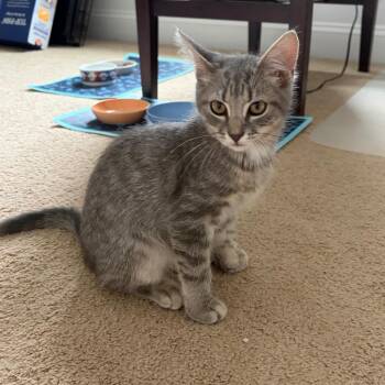 General Tso -  Domestic Short Hair Cat for Adoption in Mooresville, North Carolina - General Tso | PetCurious
