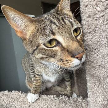Tabby Cats Available for Adoption in Mount Holly, North Carolina - Lime And Lemon | PetCurious