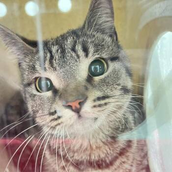 Nimble -  Domestic Short Hair Cat for Adoption in Philadelphia, Pennsylvania - Nimble | PetCurious