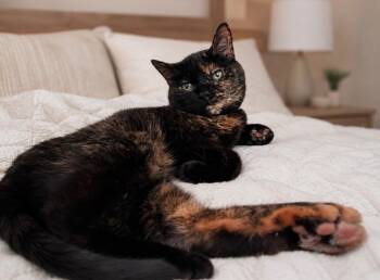 Indigo -  Domestic Short Hair Cat for Adoption in Calgary, Alberta - Indigo | PetCurious