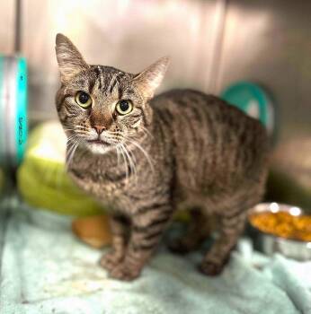 Rescue Domestic Short Hair Cats for Adoption in Pegram, Tennessee - QUAIL | PetCurious