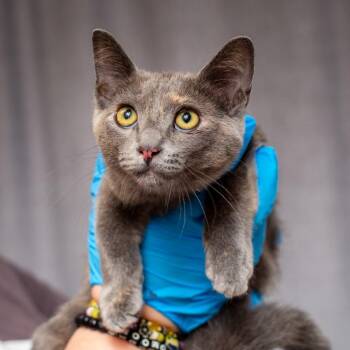 Honda -  Domestic Short Hair Cat for Adoption in Hattiesburg, Mississippi - Honda | PetCurious