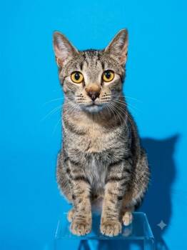 BRUCE -  Domestic Short Hair Cat for Adoption in Jacksonville, Florida - BRUCE | PetCurious