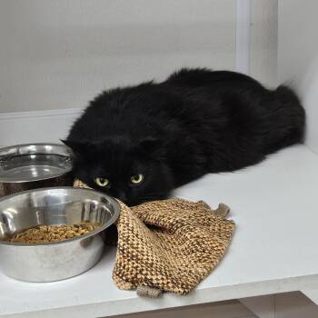 Binx -  Domestic Long Hair Cat for Adoption in Ridgely, Maryland - Binx | PetCurious