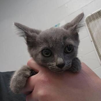 Scrub brush -  Domestic Short Hair Cat for Adoption in Jeffersonville, Indiana - Scrub Brush | PetCurious