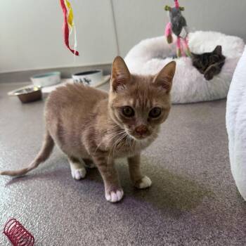 Domestic Short Hair Cats Available for Adoption - Crush | PetCurious