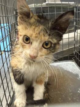 POMNI -  Domestic Short Hair Cat for Adoption in Las Vegas, Nevada - POMNI | PetCurious