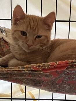 Rescue Domestic Short Hair Cats for Adoption in Lunenburg, Massachusetts - Daffodil | PetCurious