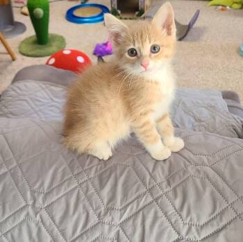 Rescue Domestic Short Hair Cats for Adoption - Melon | PetCurious