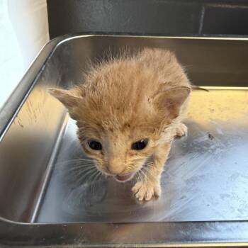 Domestic Short Hair Cats Available for Adoption in Tuscaloosa, Alabama - TUSC-Stray-84057_2_3 | PetCurious