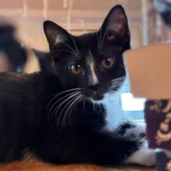 J&J: James -  Domestic Short Hair Cat for Adoption in Falls Church, Virginia - J&J: James | PetCurious