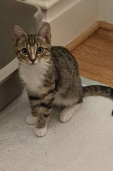 Bobby -  Domestic Short Hair Cat for Adoption in Bethel Park, Pennsylvania - Bobby | PetCurious