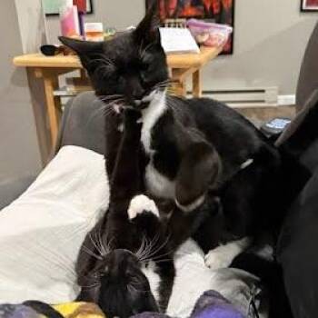 Domestic Short Hair Cats Available for Adoption - Giorgio | PetCurious