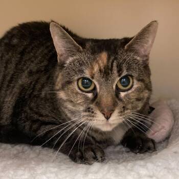 Pudding -  Domestic Short Hair Cat for Adoption in Dayton, Ohio - Pudding | PetCurious