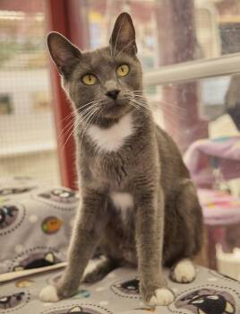 Bailey -  Domestic Short Hair Cat for Adoption in Santa Barbara, California - Bailey | PetCurious