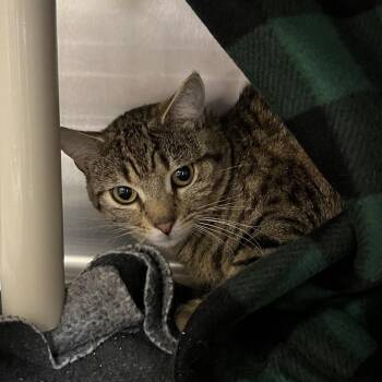 Domestic Short Hair Cats Available for Adoption in Bedford, New Hampshire - Ben | PetCurious