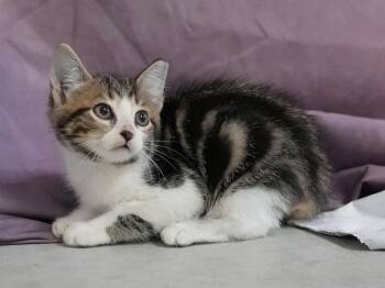 Autumn -  Domestic Short Hair Cat for Adoption in Springfield, Georgia - Autumn | PetCurious