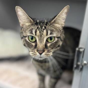 Domestic Short Hair Cats Available for Adoption - Raquel | PetCurious