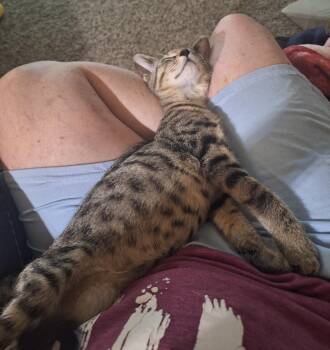 Rescue Domestic Short Hair Cats for Adoption in Dyer, Indiana - Marley | PetCurious