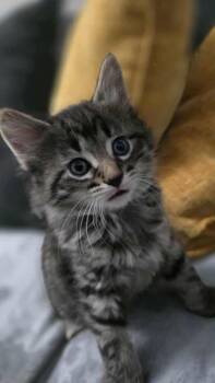 Rescue Domestic Medium Hair Cats for Adoption in Lorain, Ohio - Dazzle | PetCurious