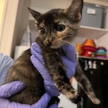 Adele -  Domestic Short Hair Cat for Adoption in Kanab, Utah - Adele | PetCurious