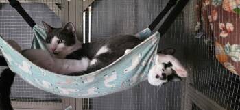 Domestic Short Hair Cats Available for Adoption in Grand Rapids, Michigan - Moon | PetCurious