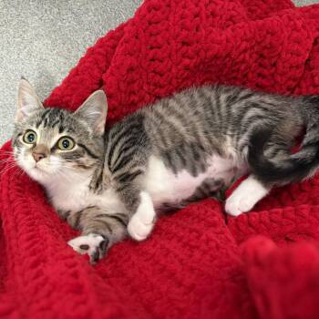 Trilogy -  Domestic Short Hair Cat for Adoption in Carencro, Louisiana - Trilogy | PetCurious