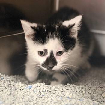 Alora -  Domestic Short Hair Cat for Adoption in Jacksboro, Tennessee - Alora | PetCurious