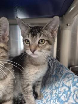 Domestic Short Hair Cats Available for Adoption in Venice, Florida - Katlua | PetCurious